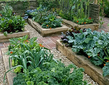 How to Grow an Edible Garden in Your Backyard