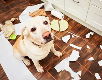 4 Bad Habits Dogs Living in the Home Have and How to Solve Them