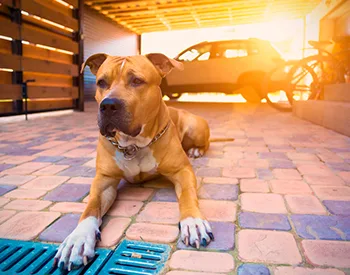 10 Best Home Security Dogs