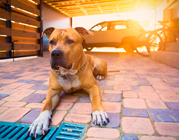 10 Best Home Security Dogs