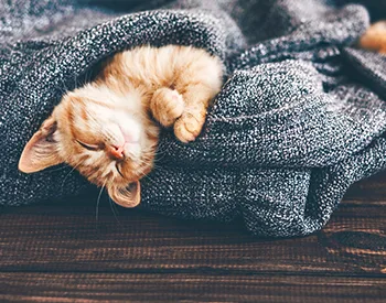 The Best Pets for a Small Living Space