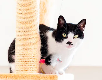 Furniture That Is Safe for Cats