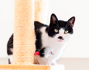 Furniture That Is Safe for Cats