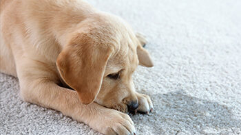 10 Most Common Ways That Pets Can Damage Your Home