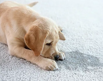 10 Most Common Ways That Pets Can Damage Your Home