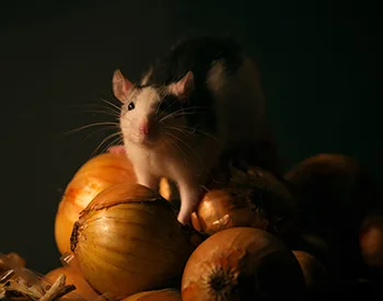 10 Rodent Removal Alternatives to Poison