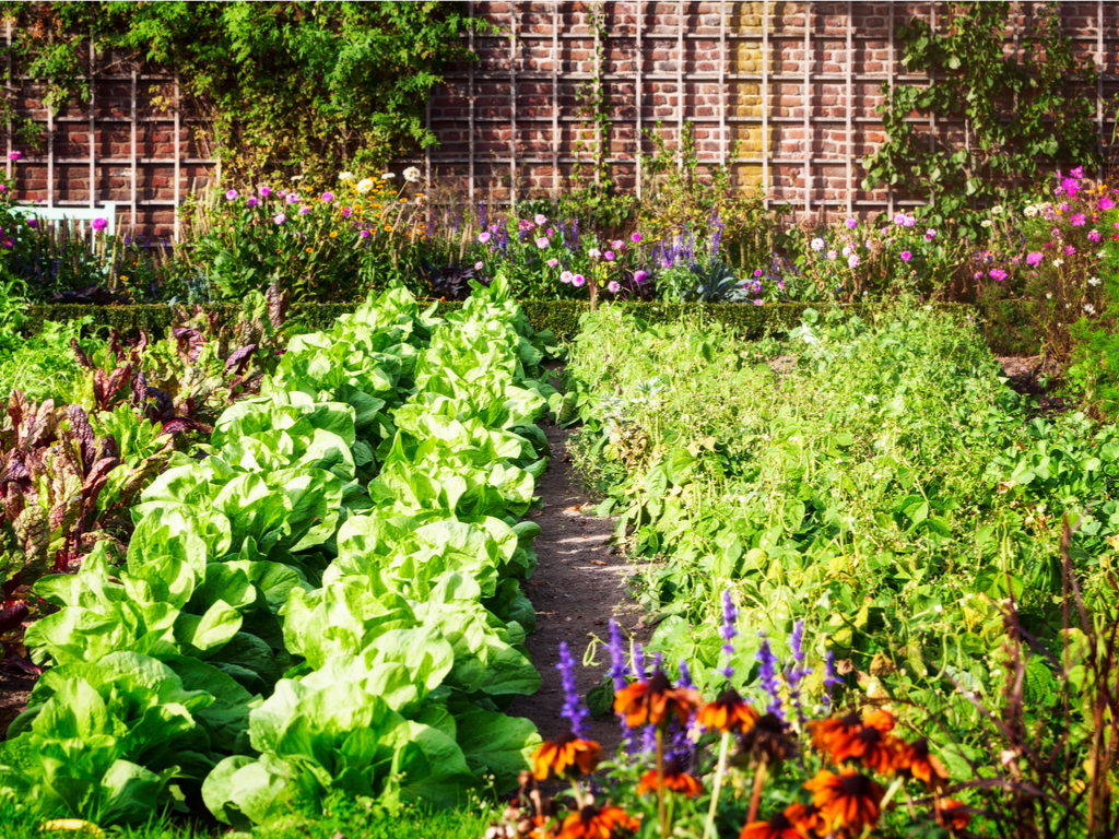 Gardening 101: How to Start a Vegetable Garden