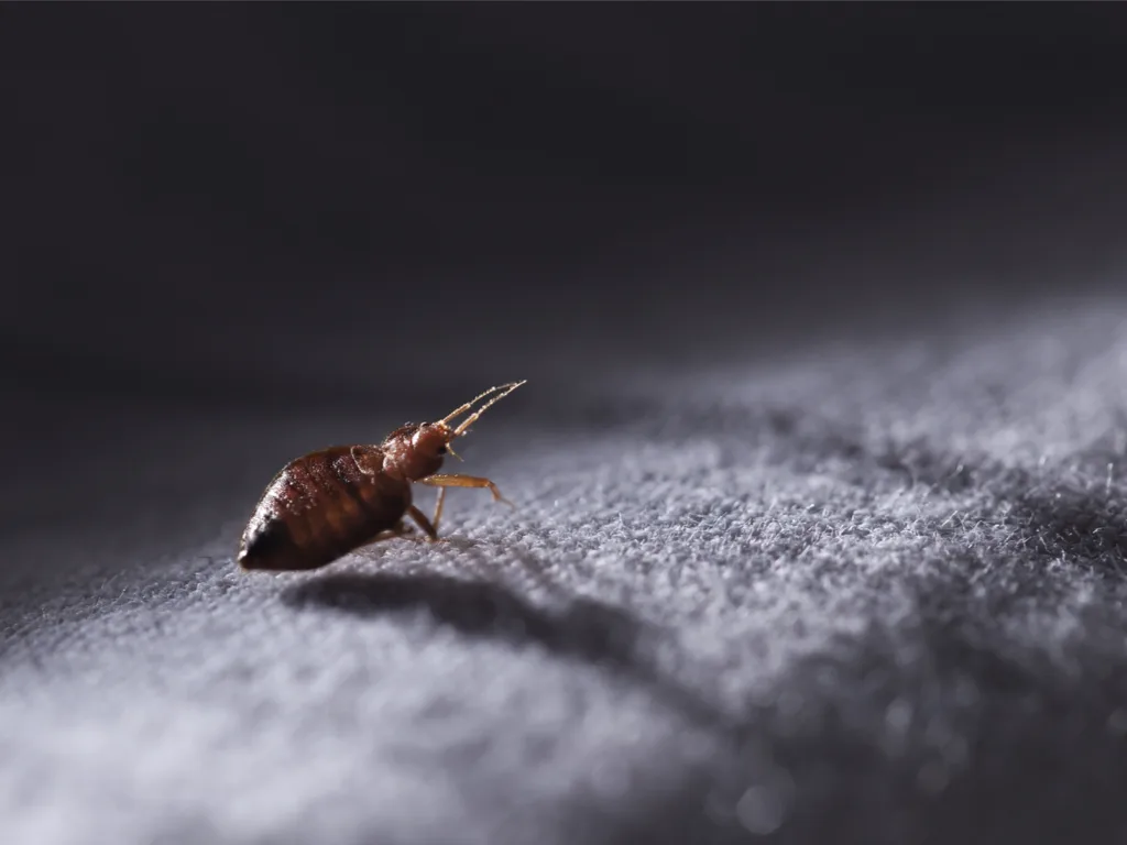 What Are Bed Bug Registries?