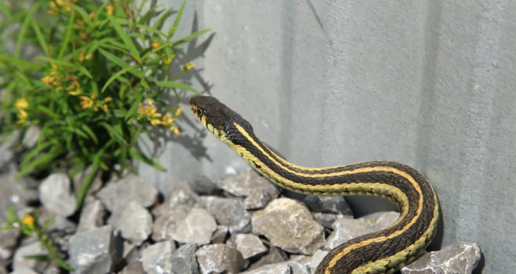 8 Tips to Keep Snakes Away From Your Home