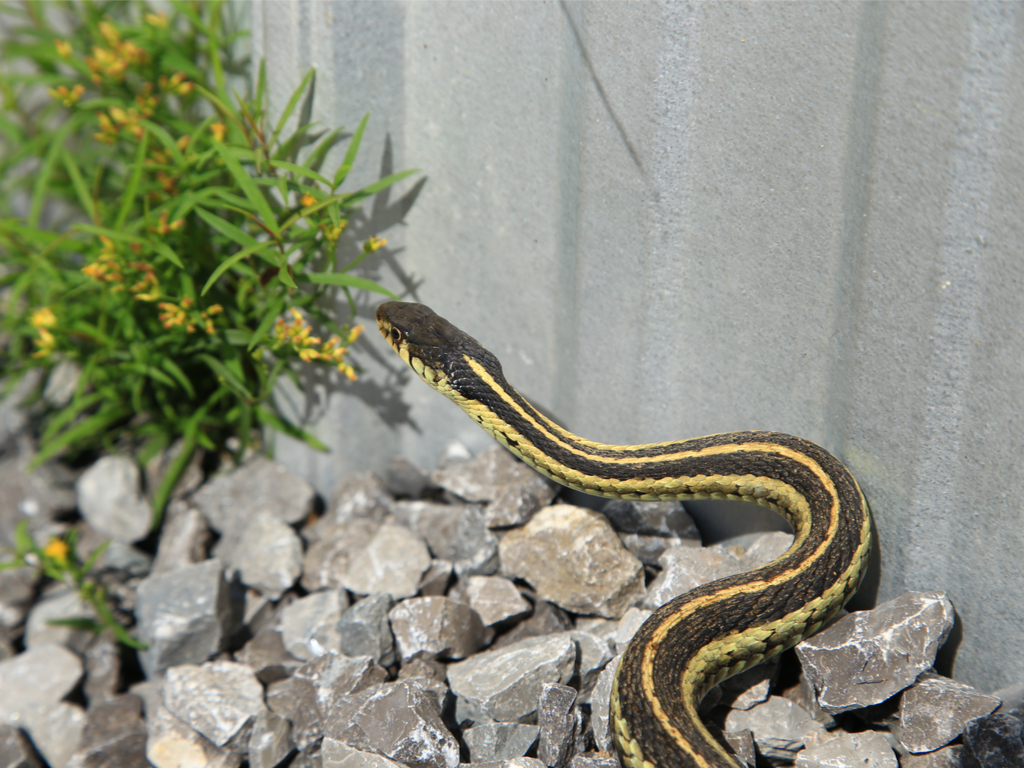 8 Tips to Keep Snakes Away From Your Home