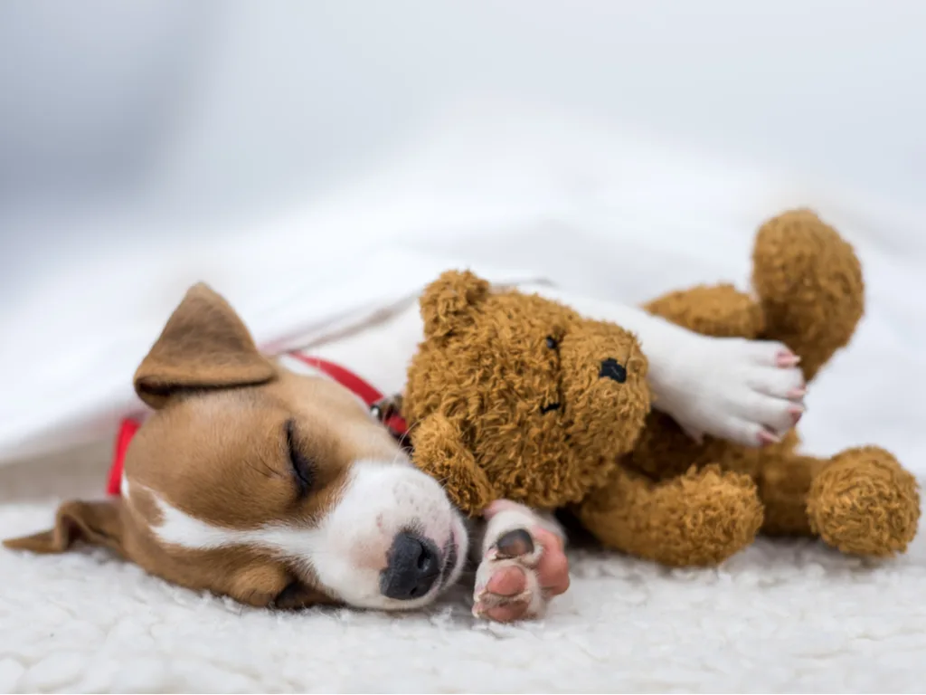 5 Reasons Your Pet Needs Its Own Room