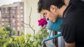 Gardening 101: How to Start a Flower Garden