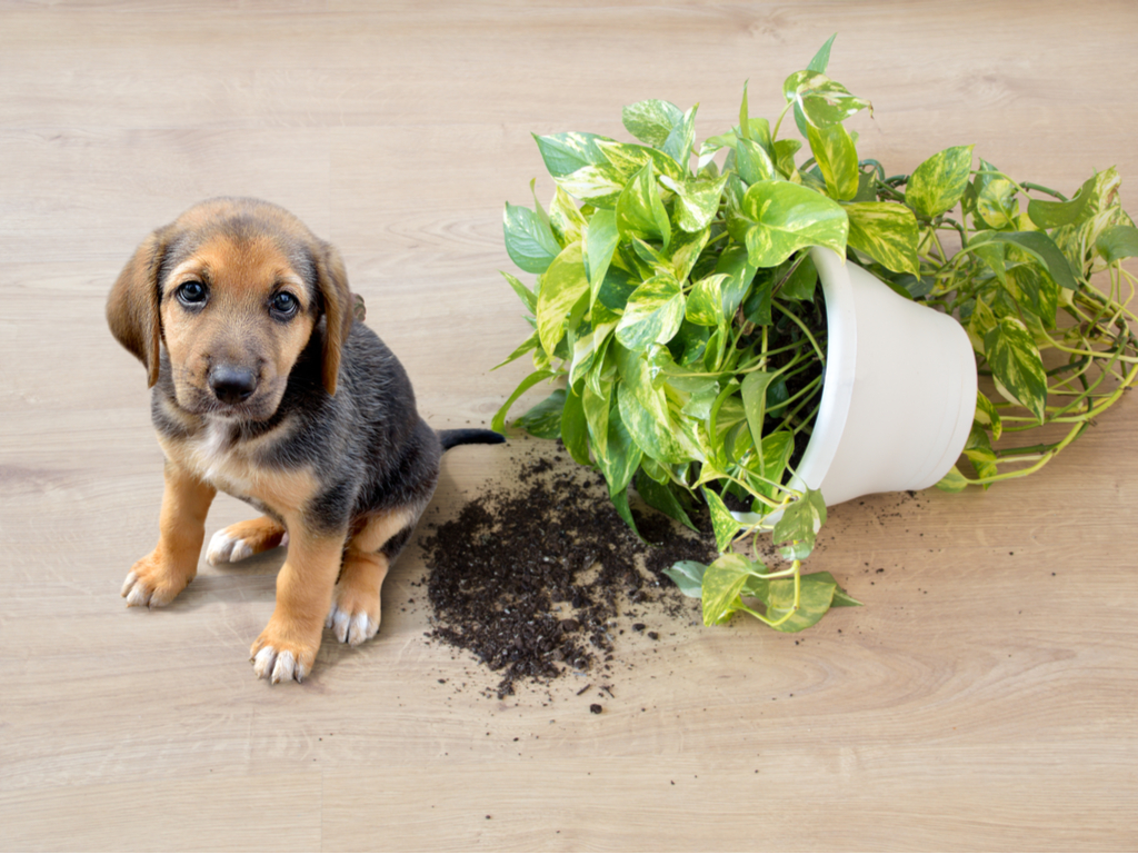 12 House Plants That Are Toxic to Pets