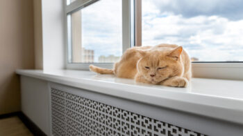 How to Find Pet-Friendly Rentals (and Negotiate Pet Policies)