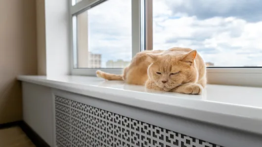 How to Find Pet-Friendly Rentals (and Negotiate Pet Policies)